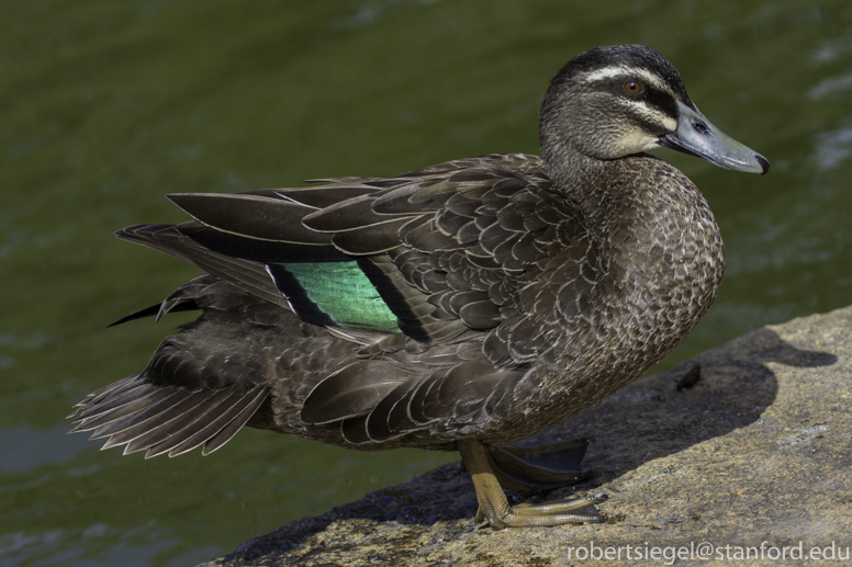 pacific black duck